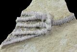 Bargain, Decadocrinus Crinoid Fossil - Crawfordsville, Indiana #68480-1